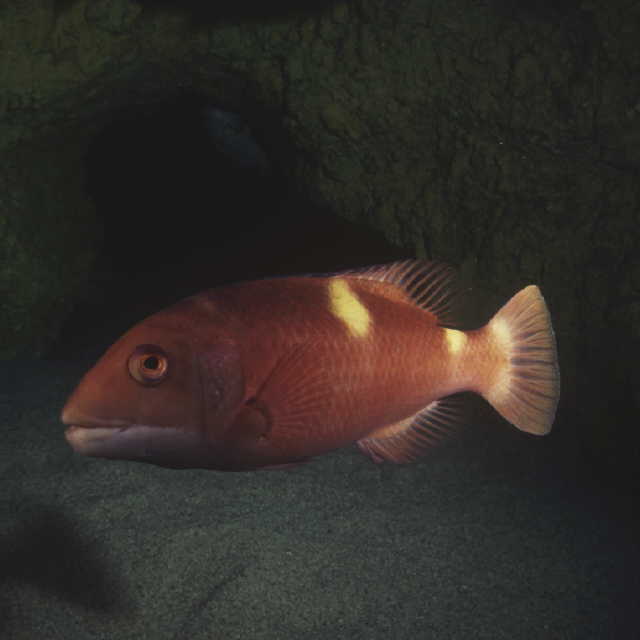 Bodianus frenchii